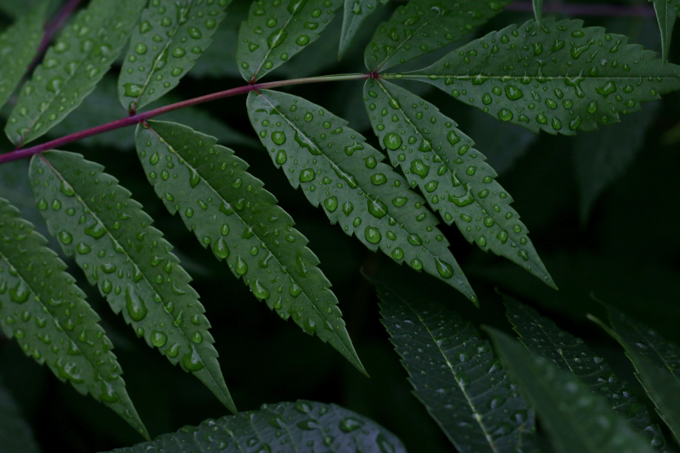 a leaf with water drops is in the foreground