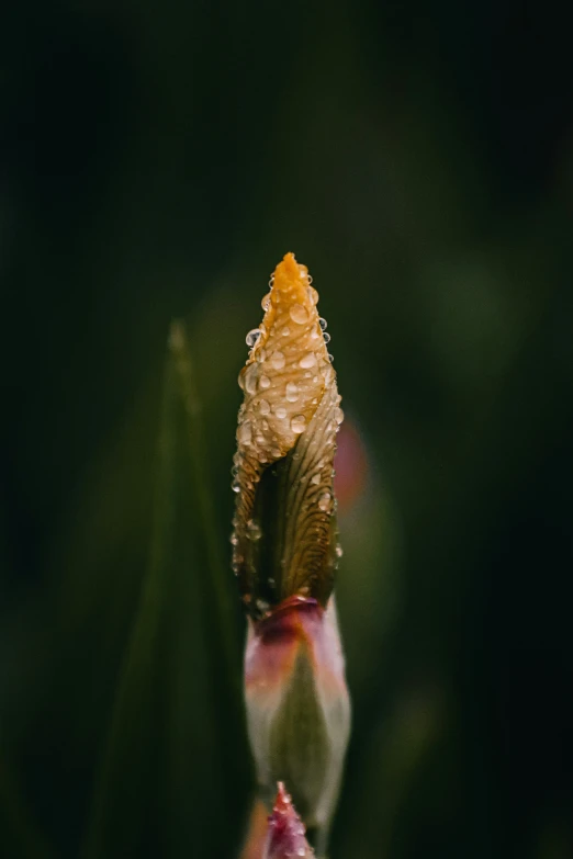 a small insect is on the end of a flower