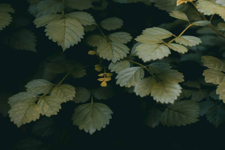 leaves and stems on a tree in the daytime