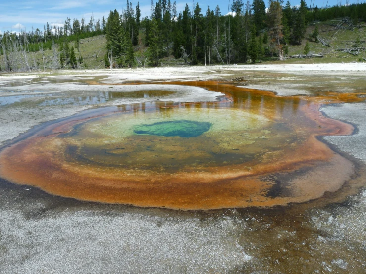 a very odd substance that looks to be algae