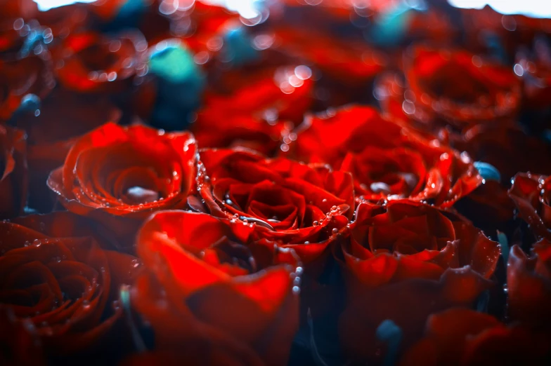 red roses with drops of water on them