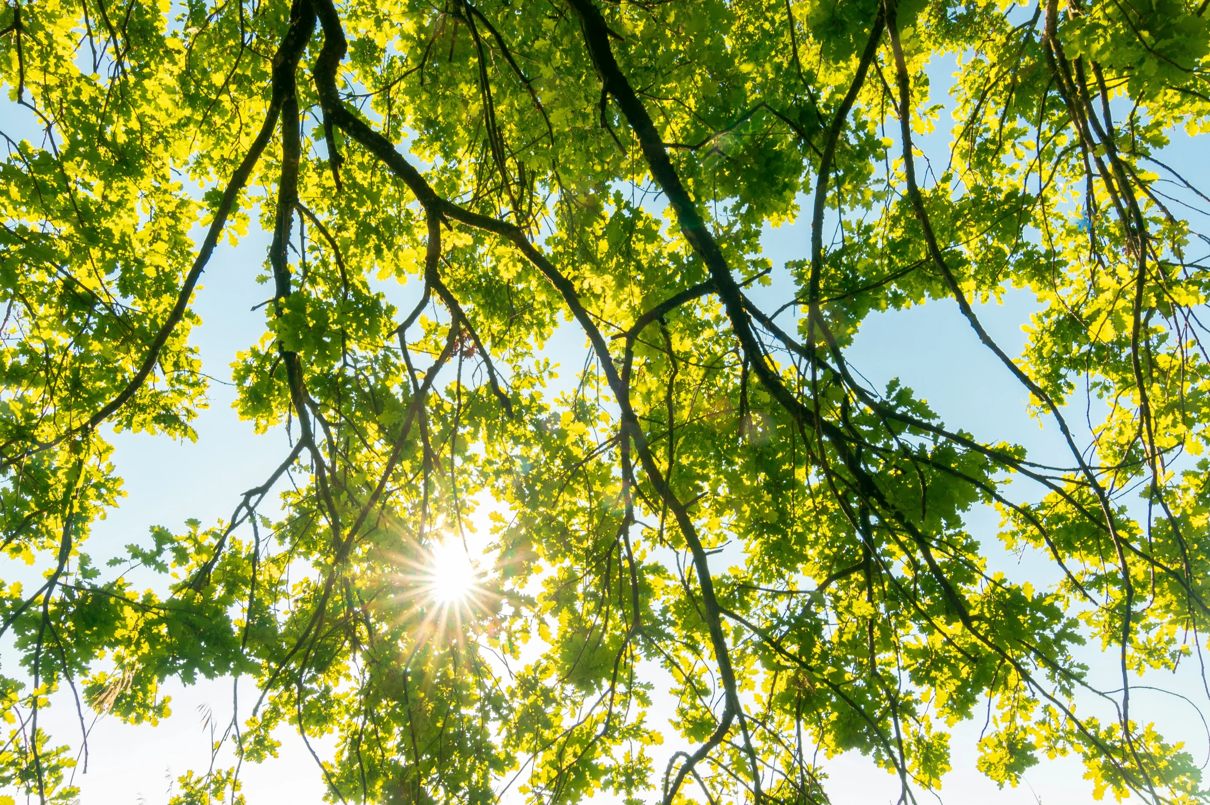 the sun peeking through leaves from a tree