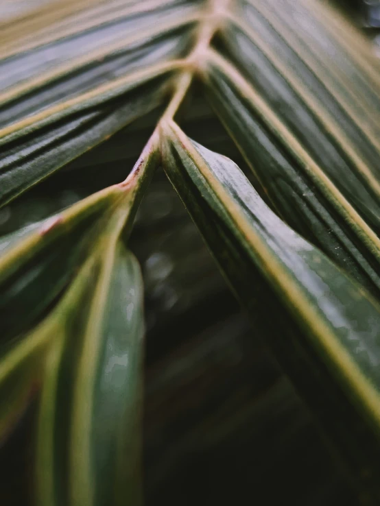 a close up s of a large leaf