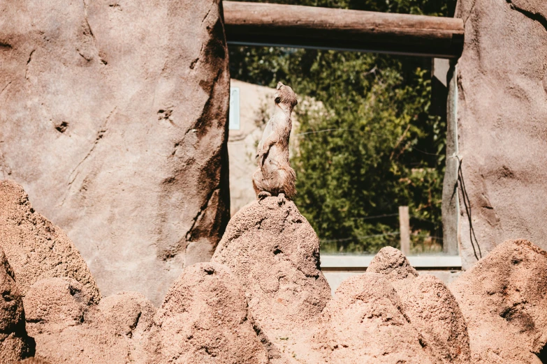 a group of rocks that look like animals