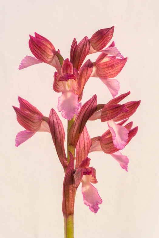 purple flowers sit in vase with white background