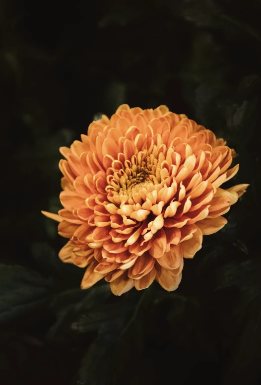 a flower on a black background with orange petals