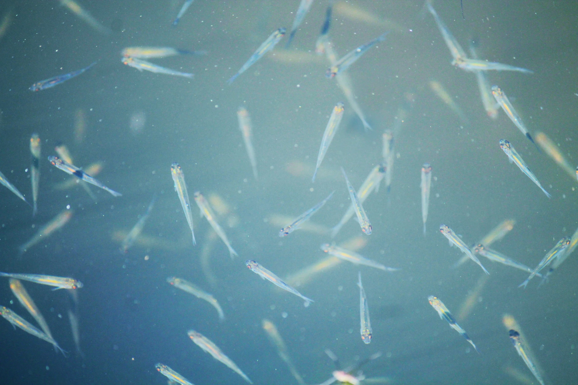 many little blue fish with long tails swimming