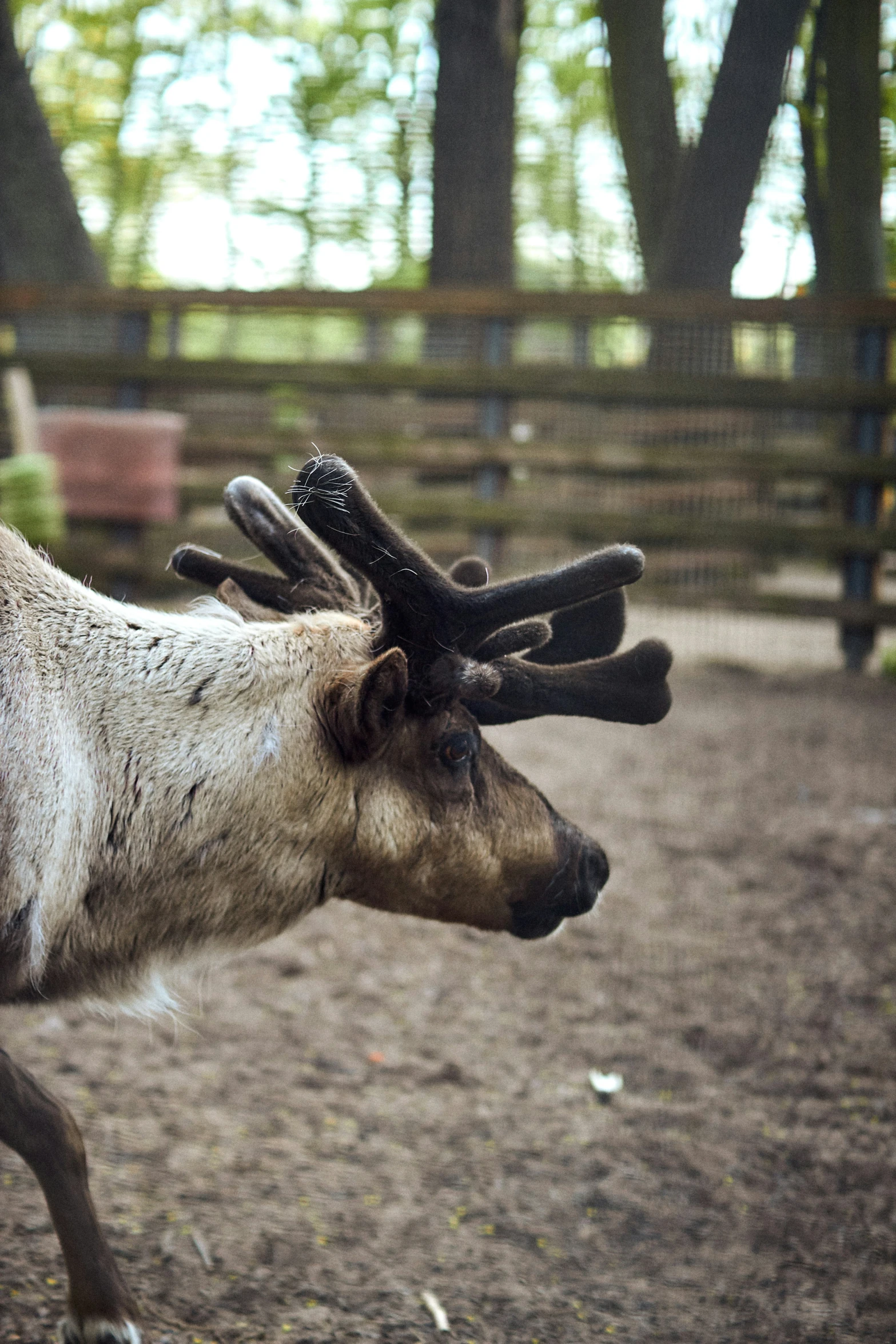 an animal walking with lots of antlers on it