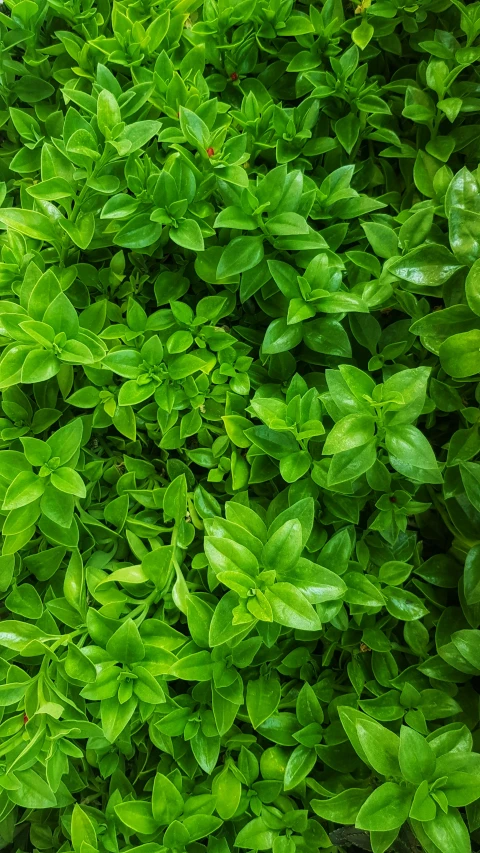 a green bush of green leaves covered in drops of water