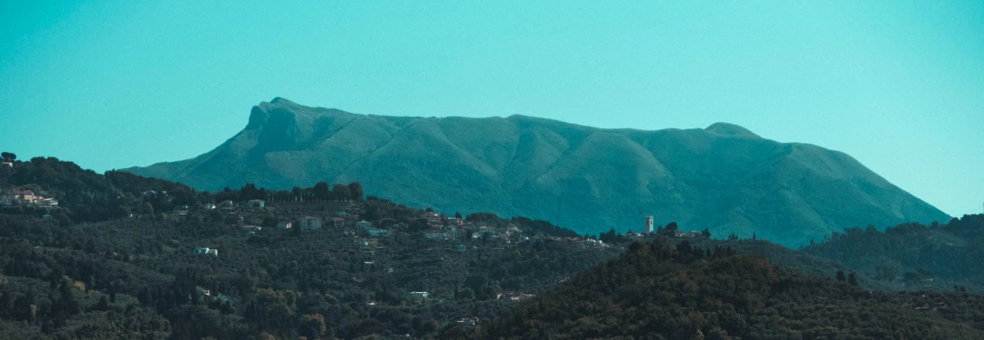 a group of trees on the side of a mountain