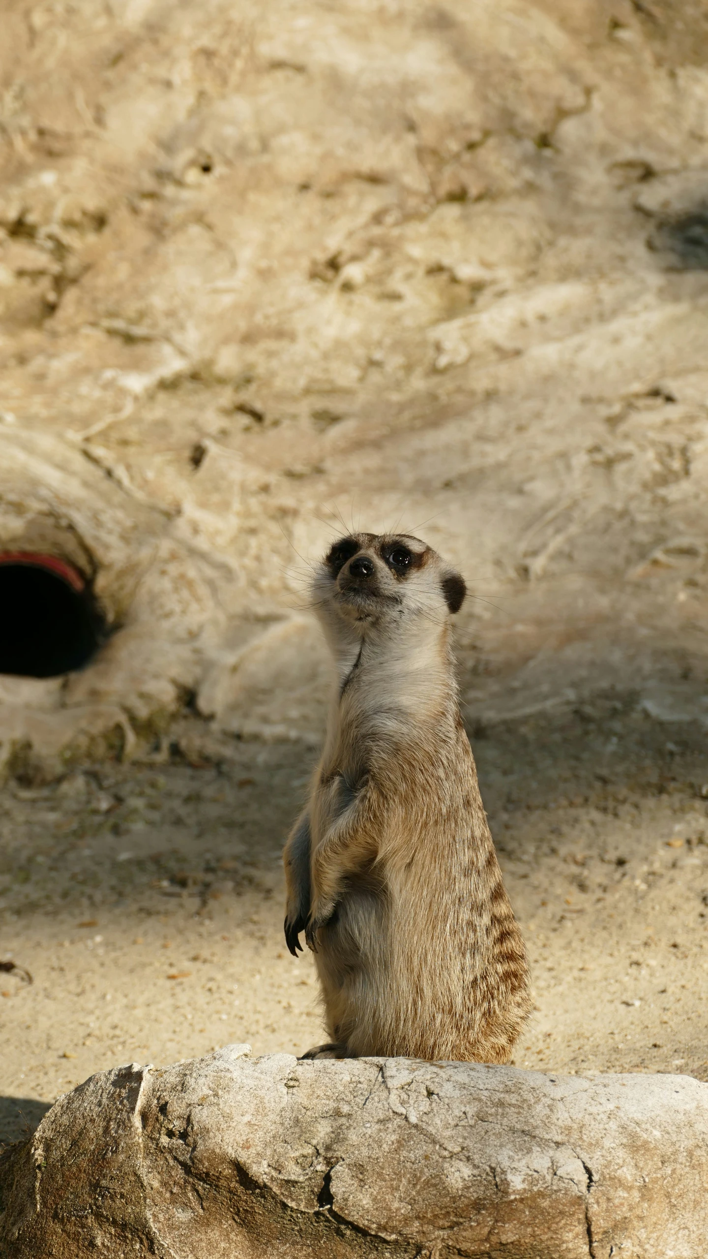 a small gray and yellow animal on top of a rock