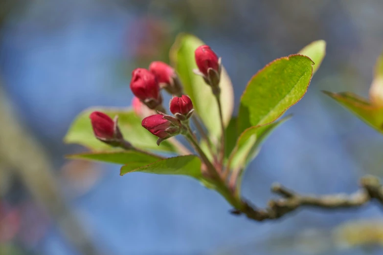 close up of a tree with pink flowers on the buds