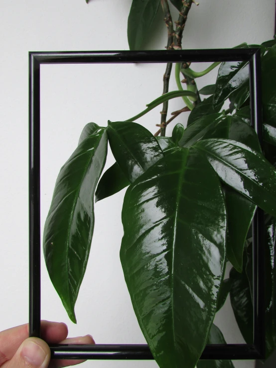 a person holding a frame over a monster's mitt plant