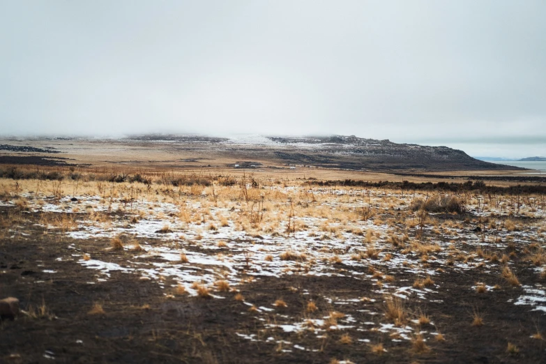 a small patch of brown grass and tall grasses