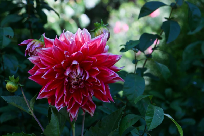 a large flower with very pretty flowers blooming