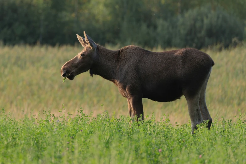 a donkey is standing in the middle of a field