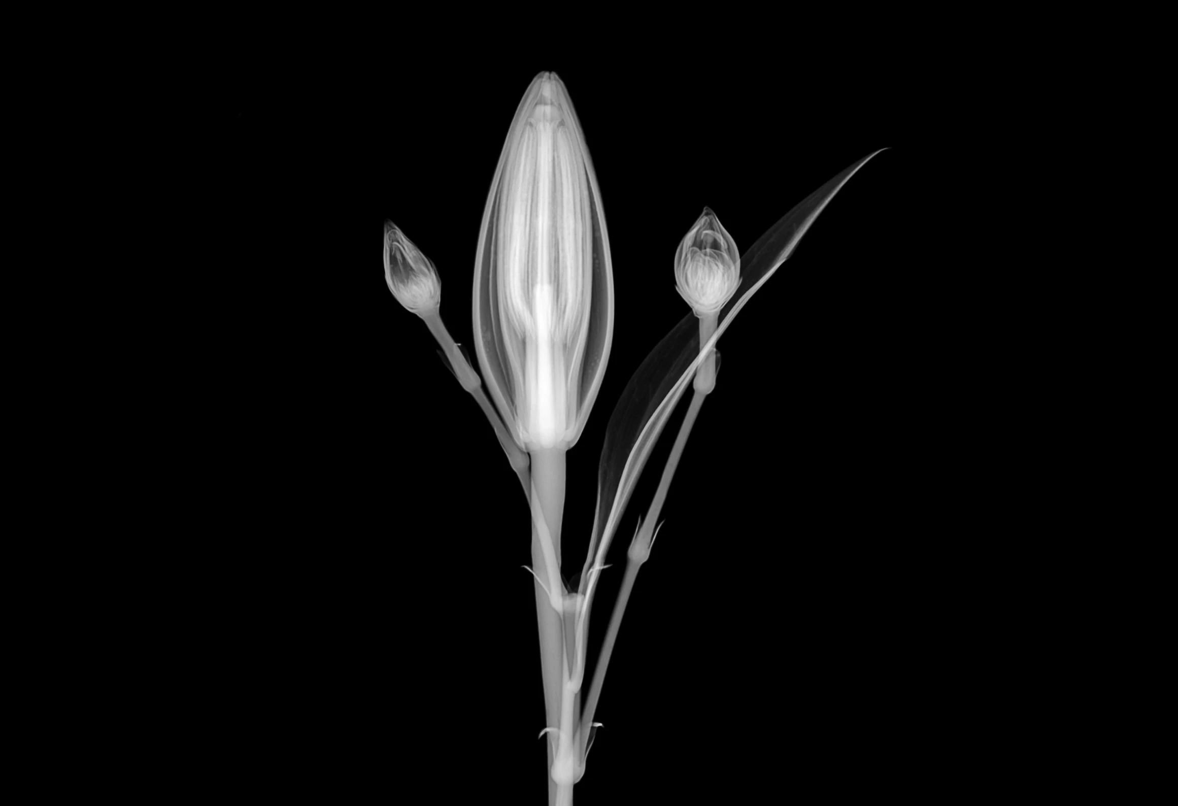 two white flowers on a black background