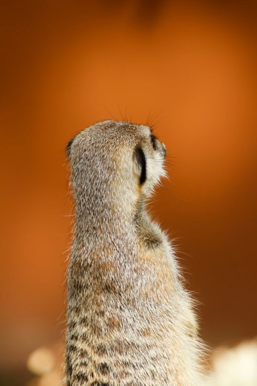 the back of a small yellow animal staring to the right