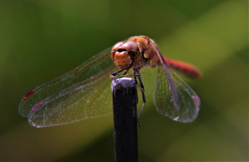 a dragonfly is sitting on top of a wooden pole