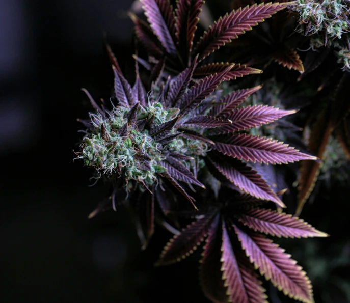 closeup picture of purple leaves in dark room