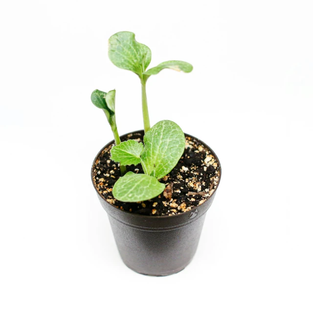 an image of the plant that will grow in pots