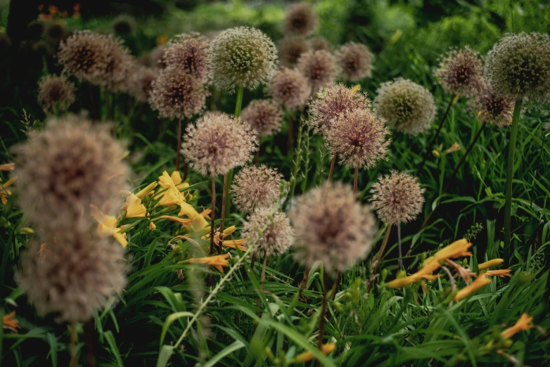 there is a field with flowers that are growing