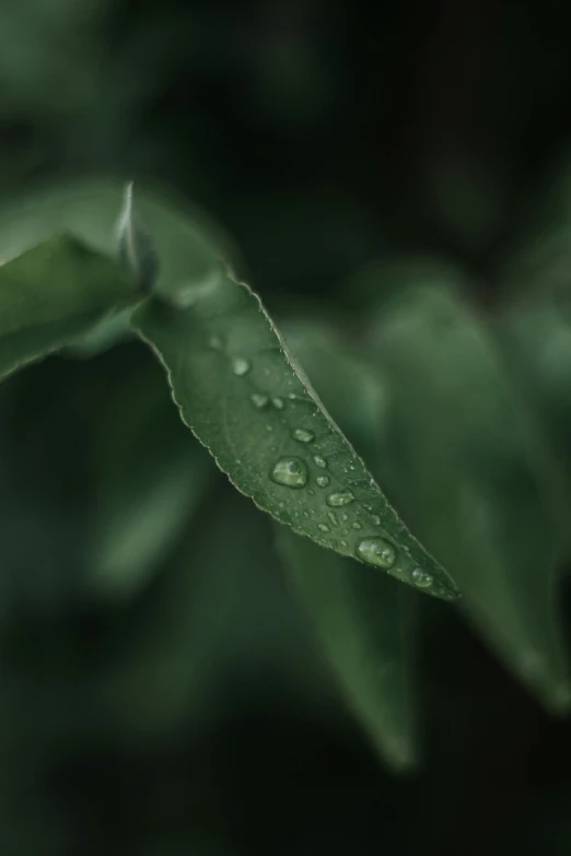 the wet leaves of this tree are covered in drops of water