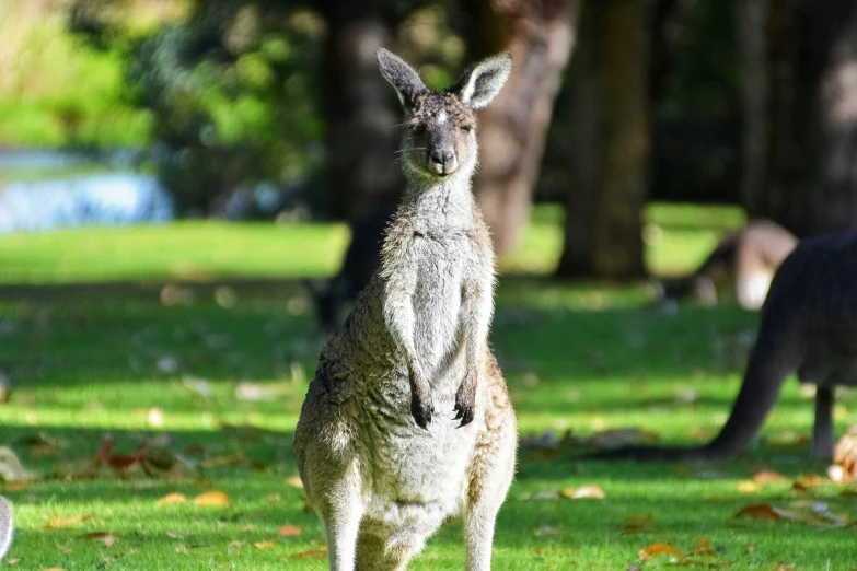 an animal that is standing up on a grassy field