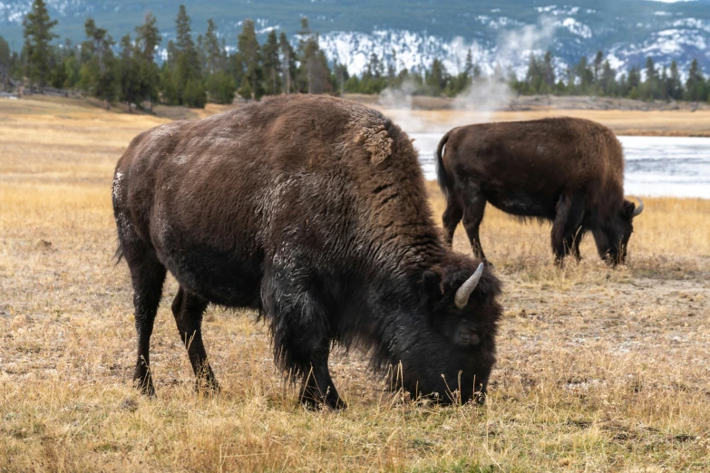 two bison graze on dry grass near the water