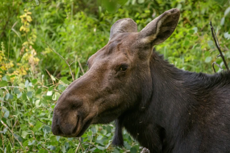 a close - up po of a moose in tall grass