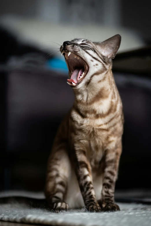 a cat is on the floor with its mouth open