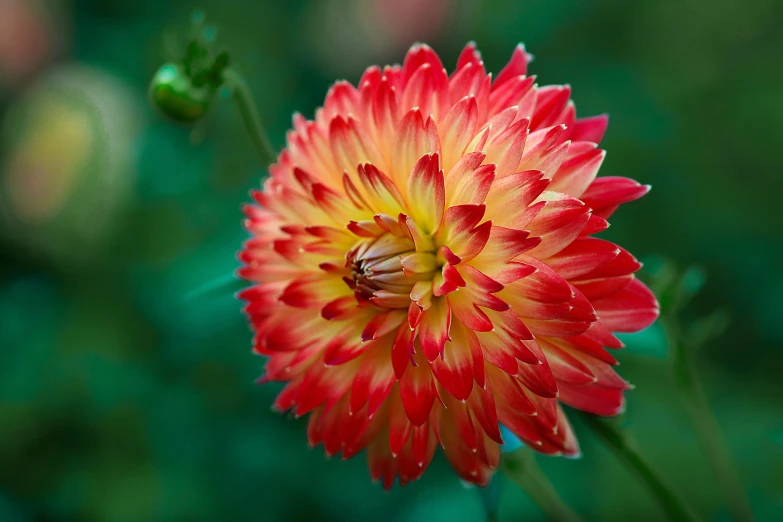 a red flower with a yellow center and leaves