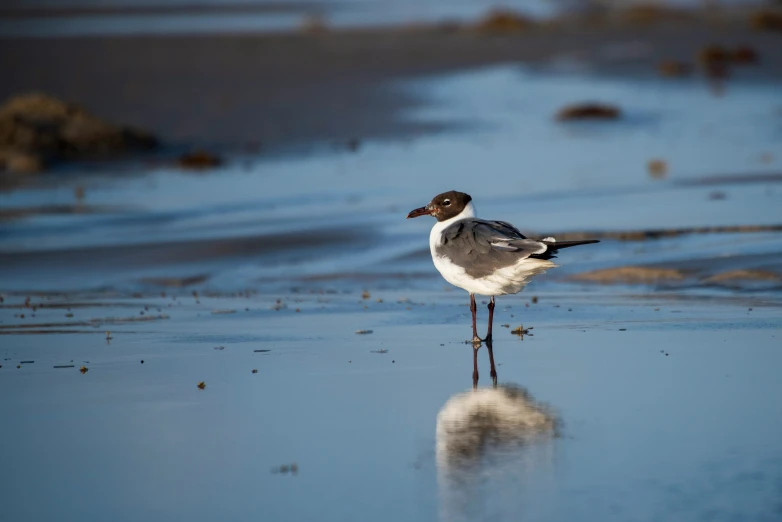 bird standing in wet sand at the edge of the ocean