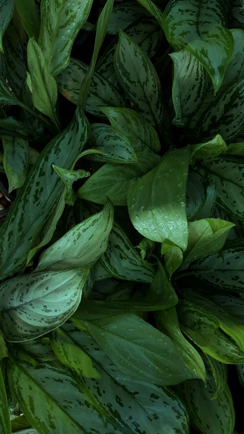 a plant with green leaves that is starting to wilt