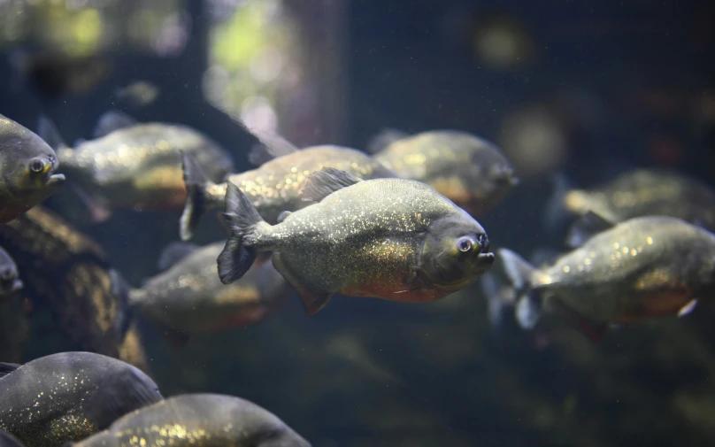 a large group of fish swimming around a tank