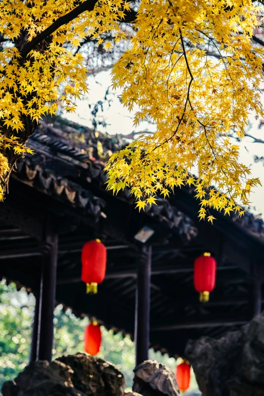 yellow and red lanterns are hanging in the park