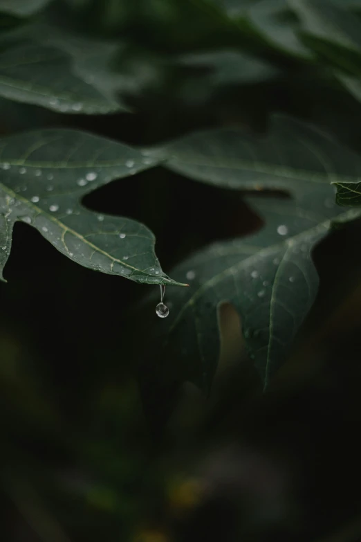 some leaves with drops of water on them