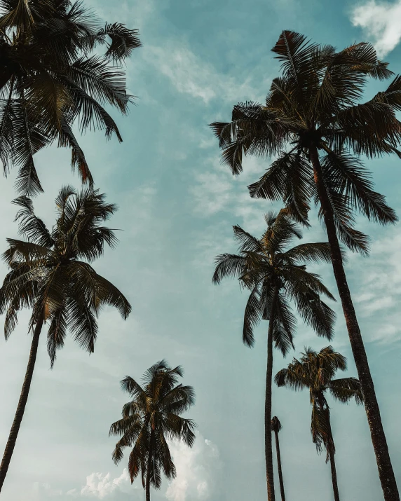 a group of tall palm trees under a blue sky