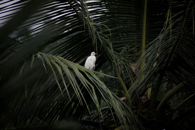 a bird that is standing in the leaves of a palm tree