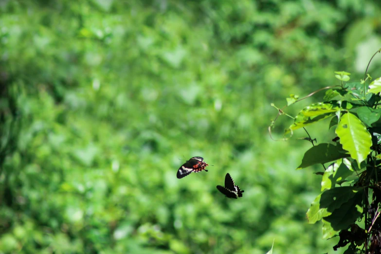 a bunch of erflies flying around in the sky