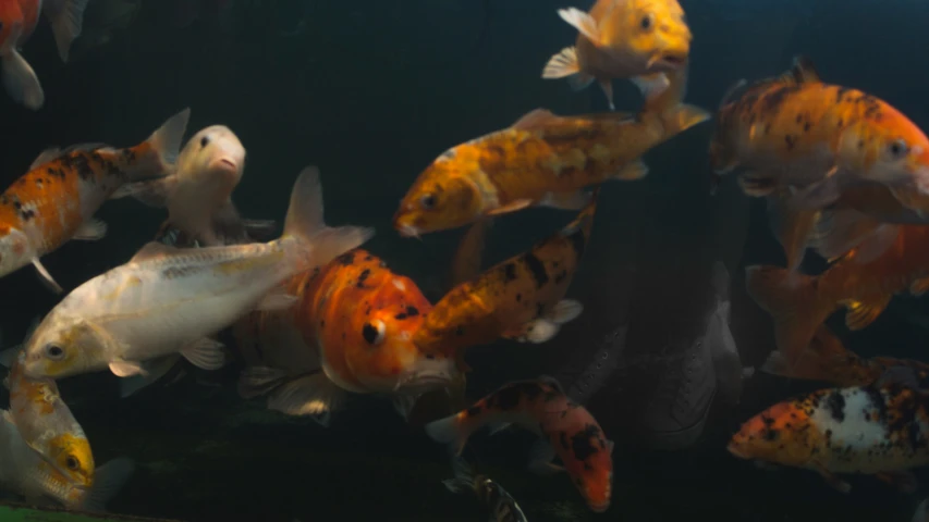 a number of different colored fish in an aquarium