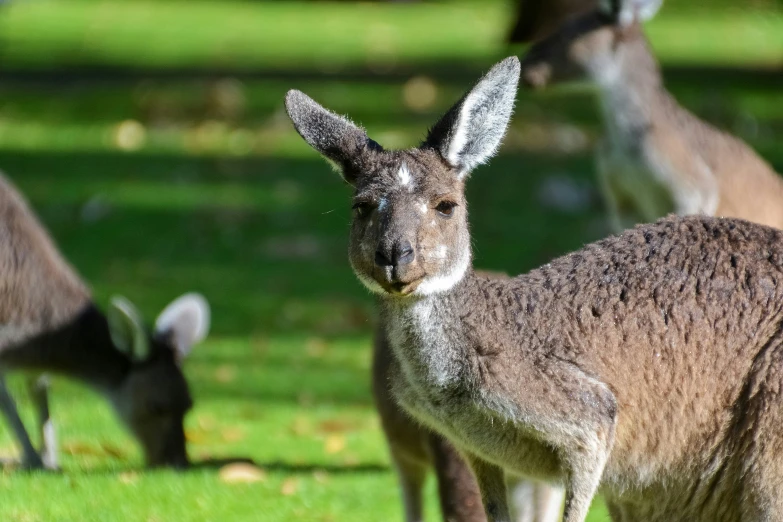 kangaroos and deers grazing on a field