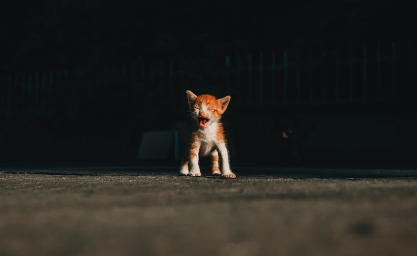 small puppy in dark area with open mouth