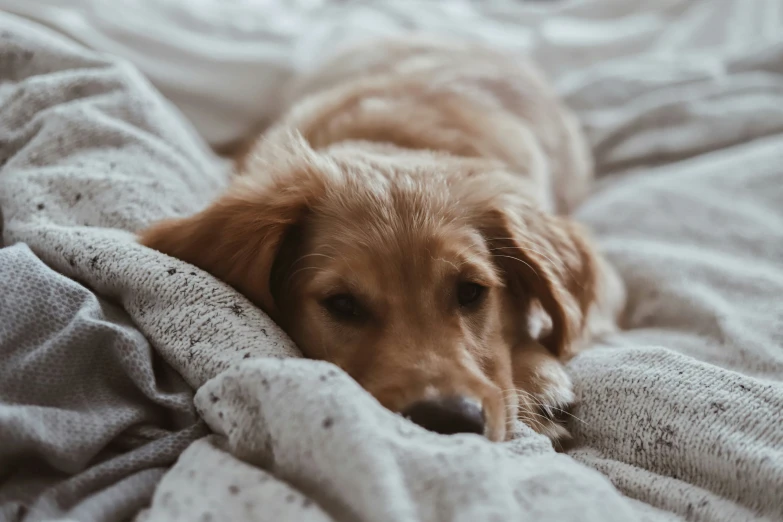 a dog is laying on a bed and has his head under the blankets