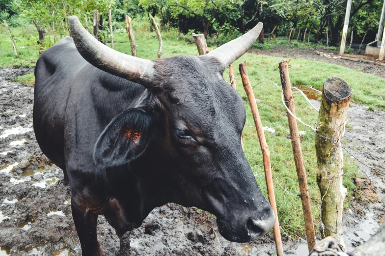 the horned steer is standing in the muddy pasture