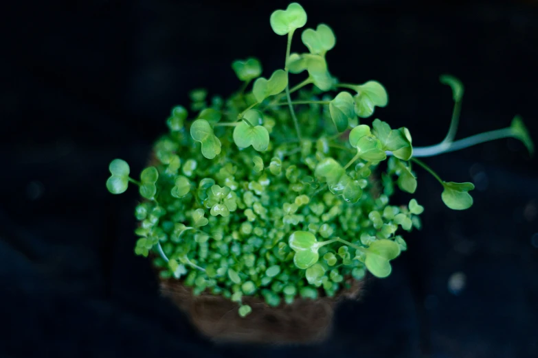 a closeup image of a small potted plant