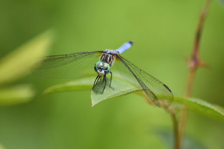 a blue dragonfly sitting on top of a leaf