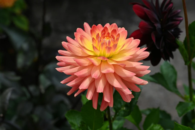 an orange flower with yellow center surrounded by green leaves