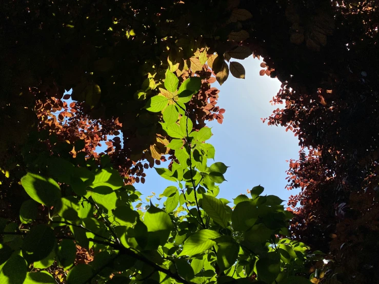sunlight shines through leaves in the center of the sky