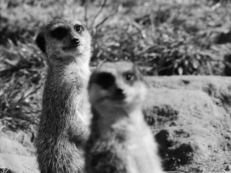 the meerkats are looking like they're in the wild